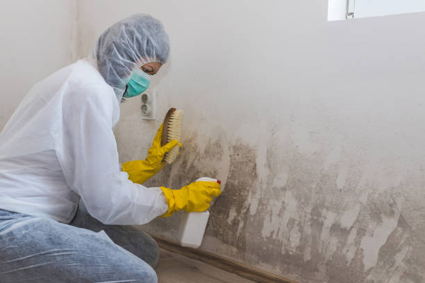Best Emergency Mold Remediation in Providence Village, TX