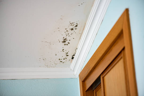 Professional Mold Remediation in Providence Village, TX