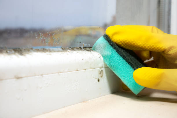Best Kitchen Mold Remediation in Providence Village, TX