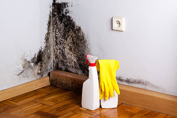 Best Kitchen Mold Remediation in Providence Village, TX